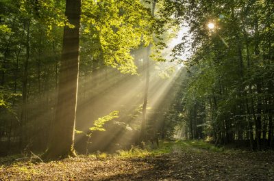 Sunlit forest path representing personal growth